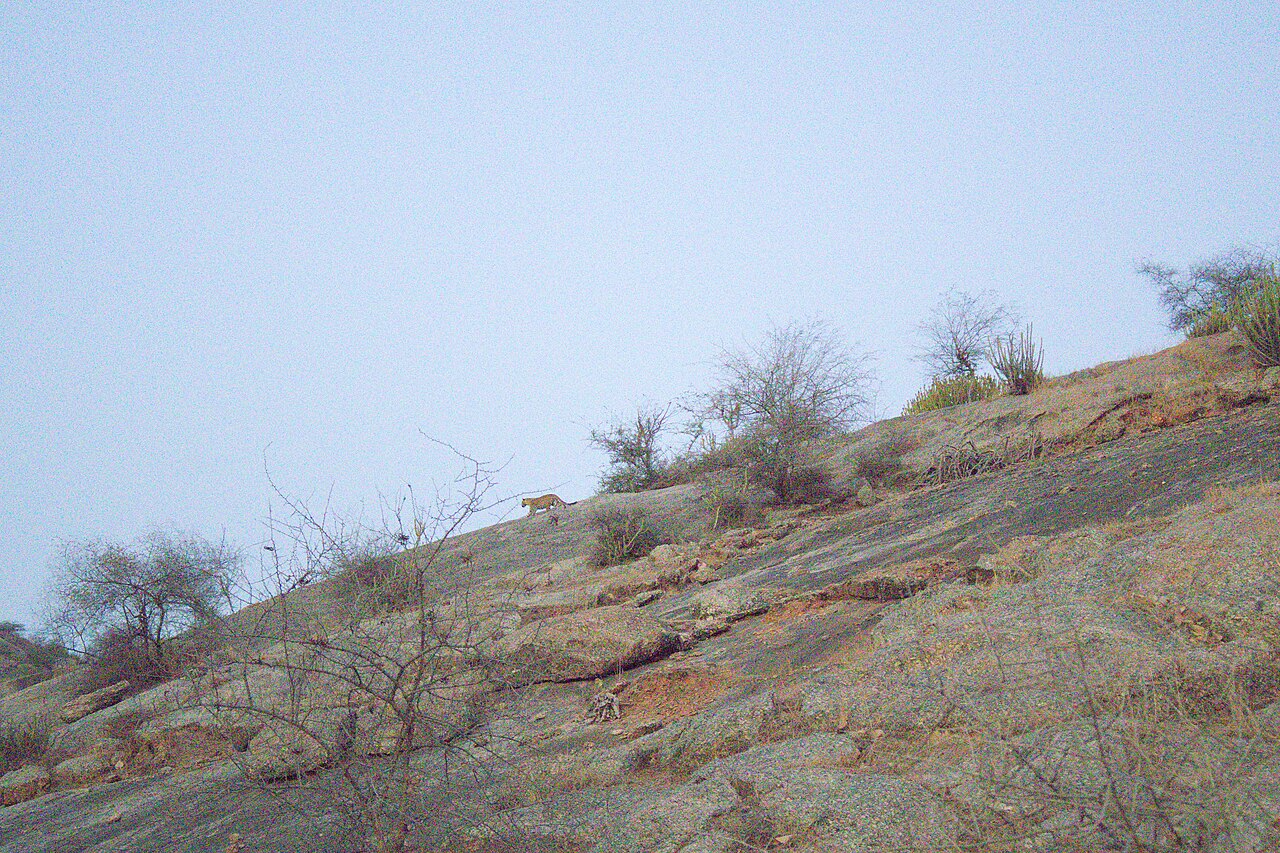 A distant leopard crossing a rocky hillside at Jawai