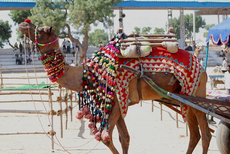 Decorated camel photographed at Pushkar Fair