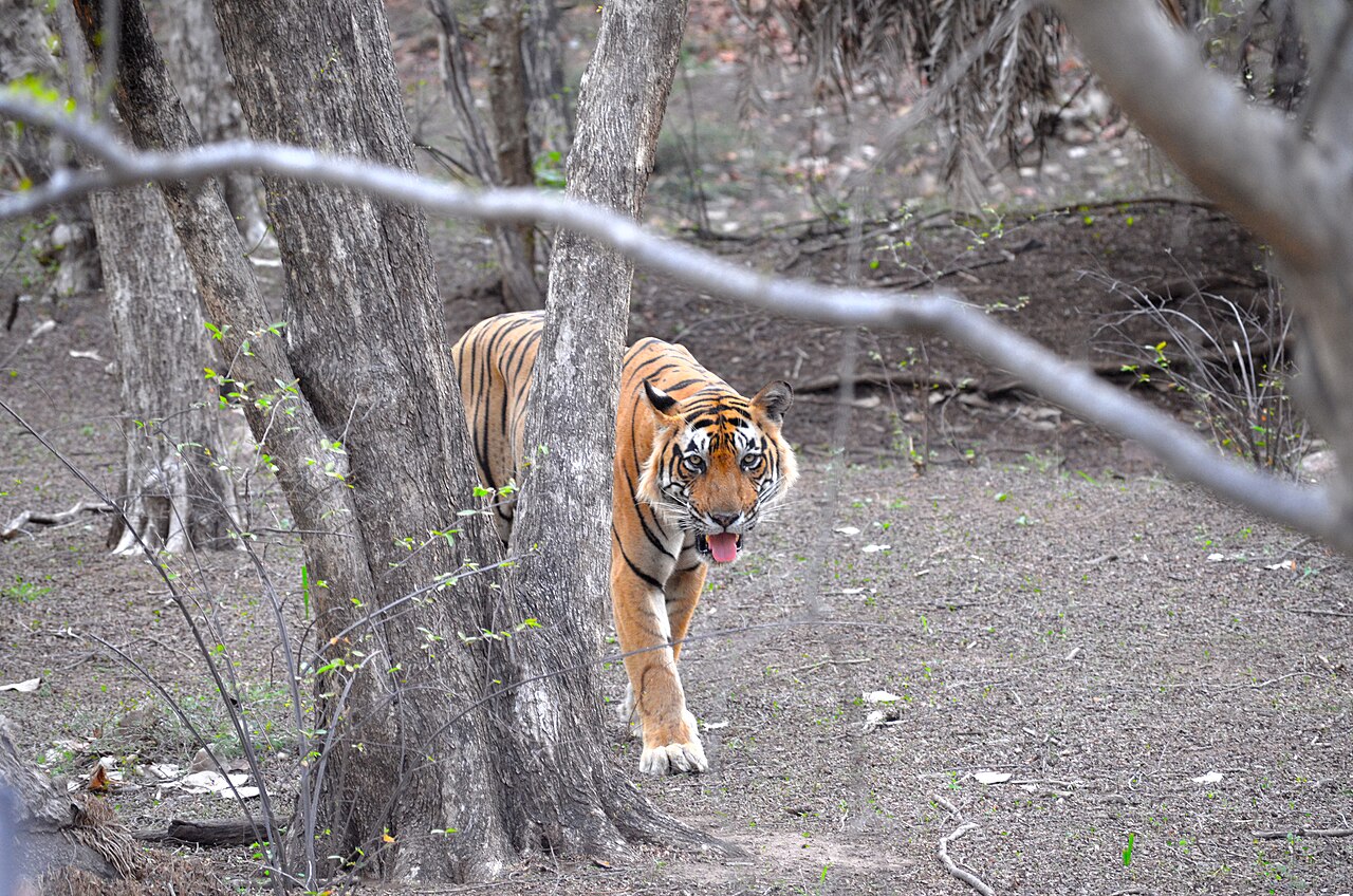 Tiger walking between trees in Ranthambore National Park